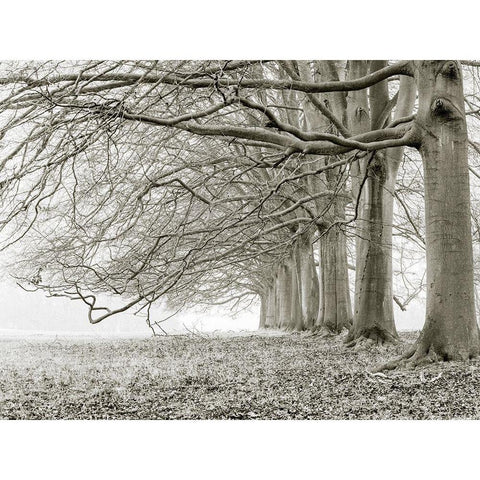 Trees in a row Black Modern Wood Framed Art Print by Frank, Assaf