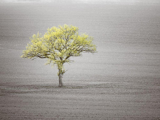 Image Only