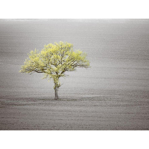Single tree in foggy grassfield Black Modern Wood Framed Art Print by Frank, Assaf