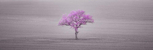 Image Only