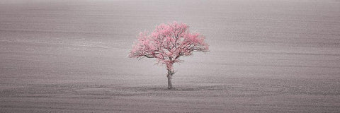 Single tree in foggy field White Modern Wood Framed Art Print with Double Matting by Frank, Assaf