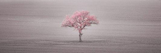 Image Only