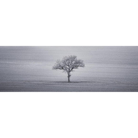 Single tree in foggy grassfield White Modern Wood Framed Art Print by Frank, Assaf