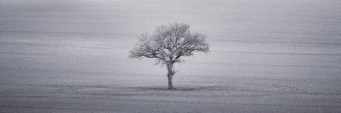 Single tree in foggy grassfield White Modern Wood Framed Art Print with Double Matting by Frank, Assaf
