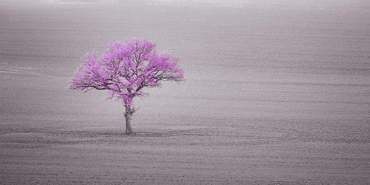 Image Only
