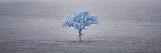 Image Only