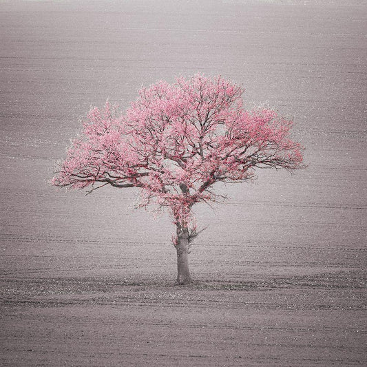 Image Only