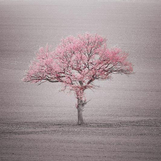Image Only