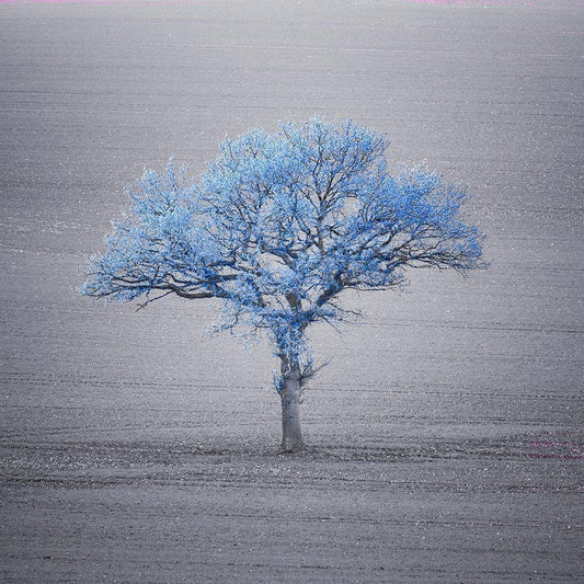 Image Only