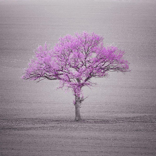 Image Only