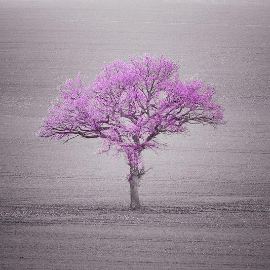Image Only