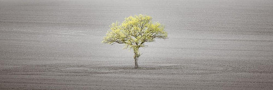 Image Only