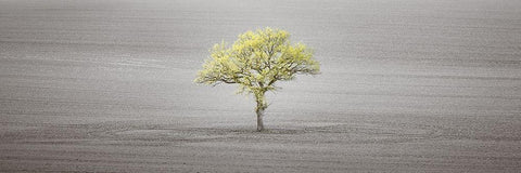 Single tree in foggy field Black Ornate Wood Framed Art Print with Double Matting by Frank, Assaf