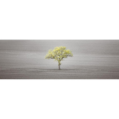 Single tree in foggy field Black Modern Wood Framed Art Print with Double Matting by Frank, Assaf