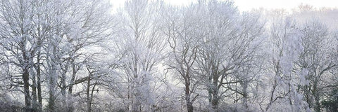 Misty forest White Modern Wood Framed Art Print with Double Matting by Frank, Assaf