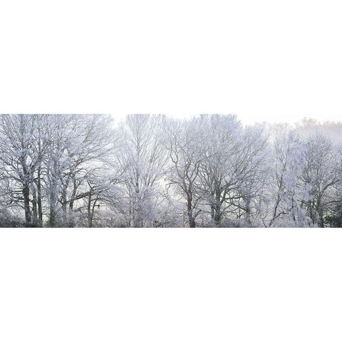 Misty forest White Modern Wood Framed Art Print by Frank, Assaf