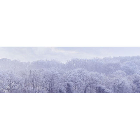 Misty forest White Modern Wood Framed Art Print by Frank, Assaf