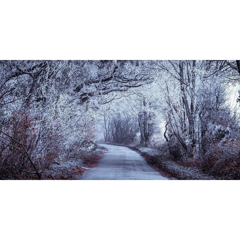 Frosted road through forest White Modern Wood Framed Art Print by Frank, Assaf