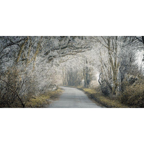 Frosted road through forest Black Modern Wood Framed Art Print with Double Matting by Frank, Assaf