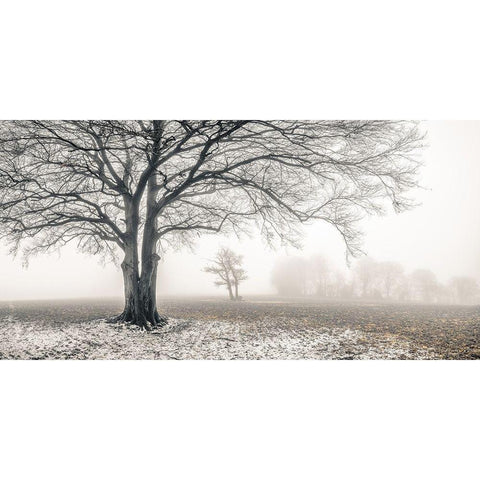 Misty forest White Modern Wood Framed Art Print by Frank, Assaf