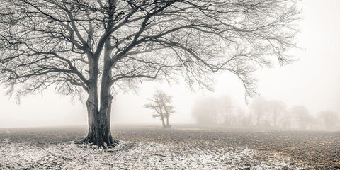 Misty forest White Modern Wood Framed Art Print with Double Matting by Frank, Assaf