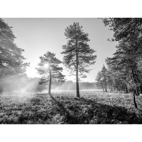 Sun trough trees Black Modern Wood Framed Art Print by Frank, Assaf