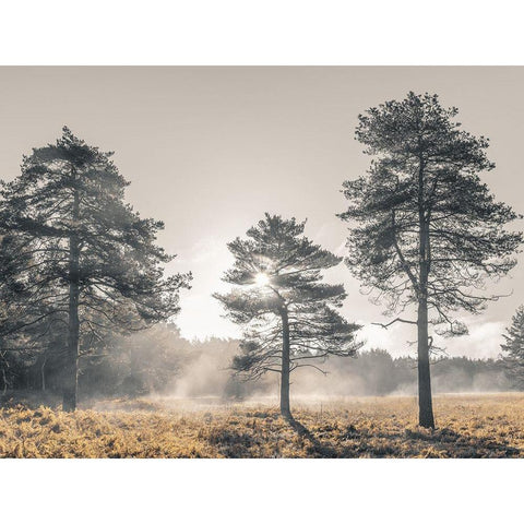 Sun trough trees White Modern Wood Framed Art Print by Frank, Assaf