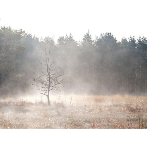 Misty forest Black Modern Wood Framed Art Print with Double Matting by Frank, Assaf