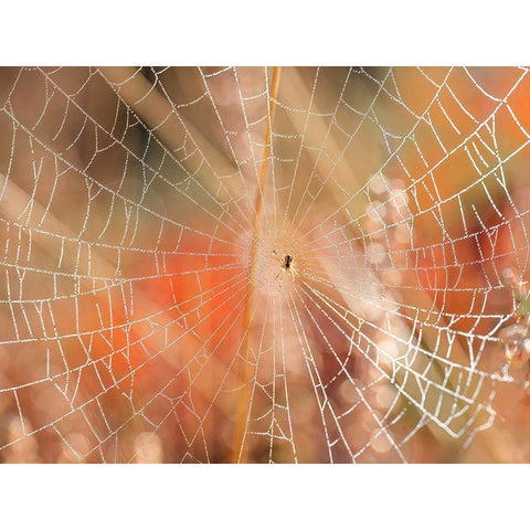 Spider web Black Modern Wood Framed Art Print by Frank, Assaf