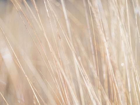 Reeds Black Ornate Wood Framed Art Print with Double Matting by Frank, Assaf