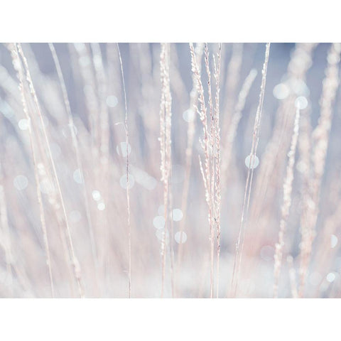 Dried grass White Modern Wood Framed Art Print by Frank, Assaf