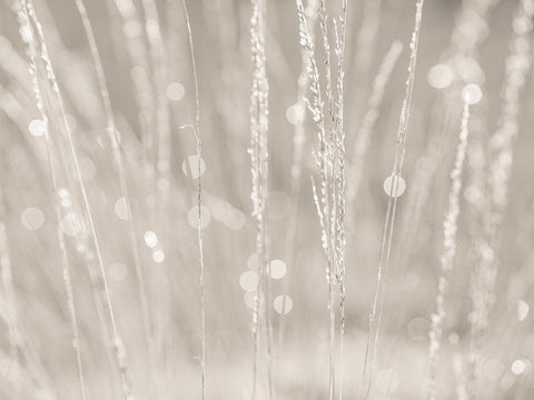 Dried grass White Modern Wood Framed Art Print with Double Matting by Frank, Assaf