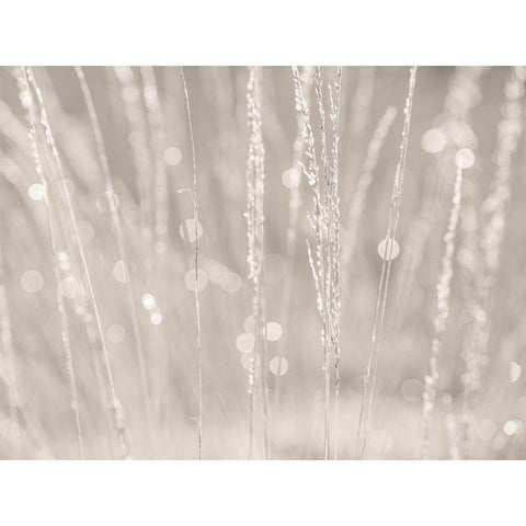 Dried grass Black Modern Wood Framed Art Print by Frank, Assaf