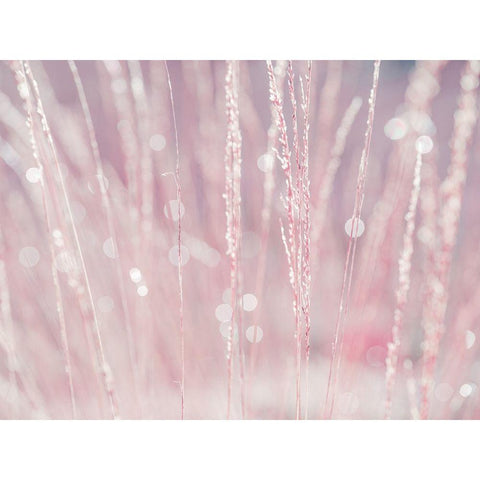 Dried grass White Modern Wood Framed Art Print by Frank, Assaf