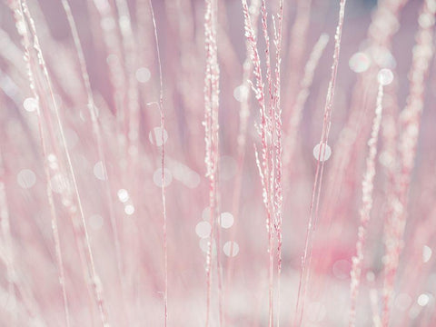 Dried grass Black Ornate Wood Framed Art Print with Double Matting by Frank, Assaf