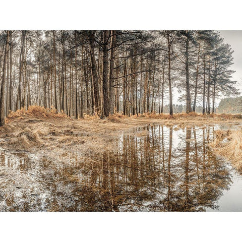 Forest reflections Black Modern Wood Framed Art Print by Frank, Assaf