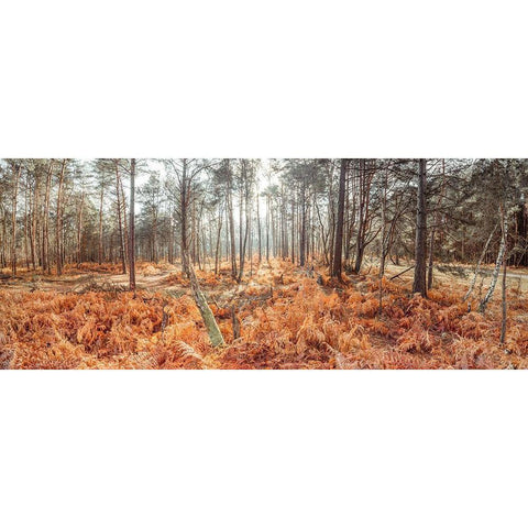 Autumn forest Black Modern Wood Framed Art Print by Frank, Assaf