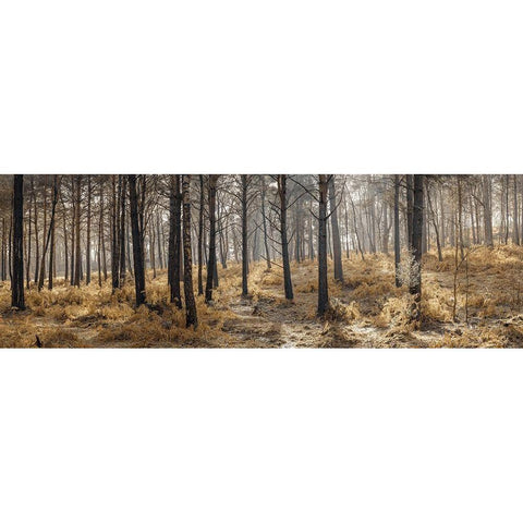 Autumn forest Black Modern Wood Framed Art Print with Double Matting by Frank, Assaf