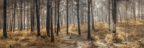 Autumn forest White Modern Wood Framed Art Print with Double Matting by Frank, Assaf