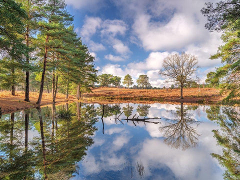 Trees by a lake White Modern Wood Framed Art Print with Double Matting by Frank, Assaf