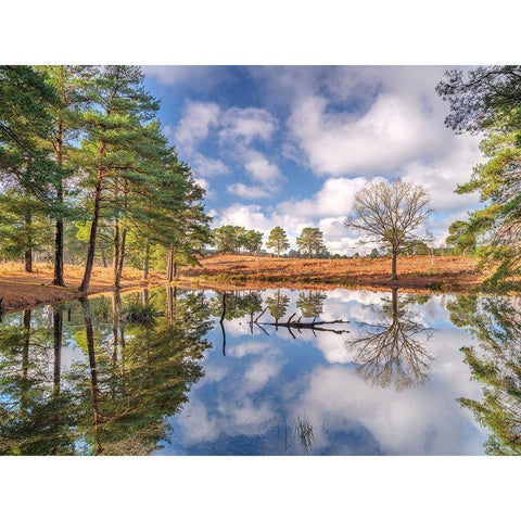 Trees by a lake Black Modern Wood Framed Art Print by Frank, Assaf