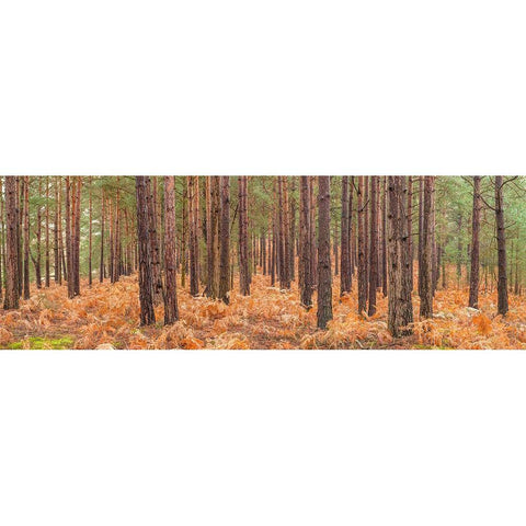 Autumn forest Gold Ornate Wood Framed Art Print with Double Matting by Frank, Assaf