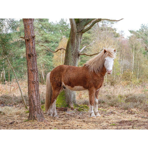 Horse in forest Black Modern Wood Framed Art Print by Frank, Assaf