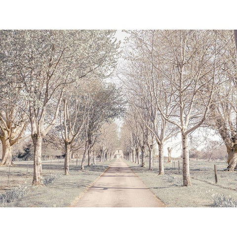 Pathway through forest Black Modern Wood Framed Art Print with Double Matting by Frank, Assaf