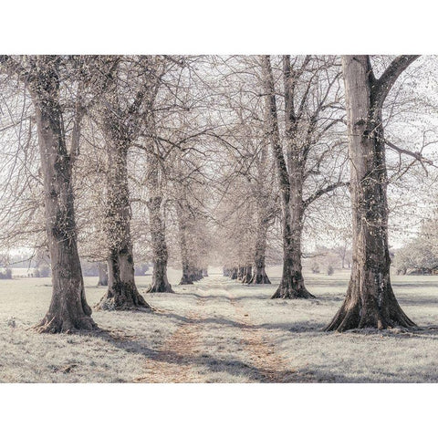 Pathway through forest White Modern Wood Framed Art Print by Frank, Assaf