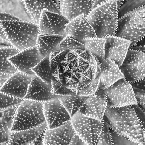 Succulent-Aloe Aristata Black Modern Wood Framed Art Print with Double Matting by Frank, Assaf