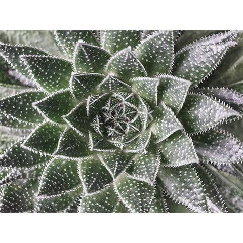 Succulent-Aloe Aristata White Modern Wood Framed Art Print by Frank, Assaf