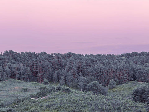 Dense Forest Black Ornate Wood Framed Art Print with Double Matting by Frank, Assaf