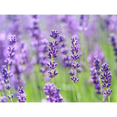 Lavender Black Modern Wood Framed Art Print with Double Matting by Frank, Assaf