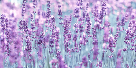 Lavender Black Modern Wood Framed Art Print by Frank, Assaf